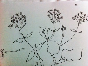 Rye Sketchbook mystery plant