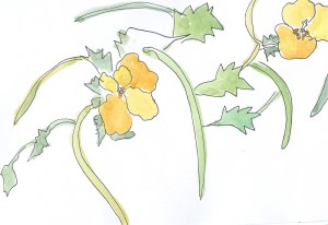 yellow horned poppy