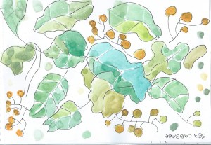 sea cabbage and its amazing greygreeen colour