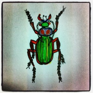 1Bug1Day-carabus auranitens