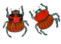 beetles and flowers-8 copy - Version 6
