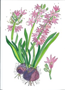 Hyacinth Pink