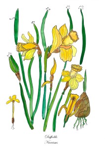 Daffodils