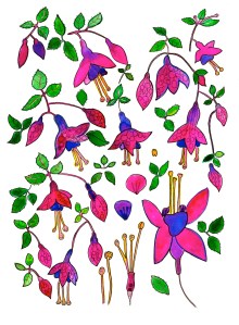 botanical fucsia chilli and fungi