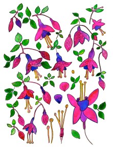 botanical fucsia chilli and fungi