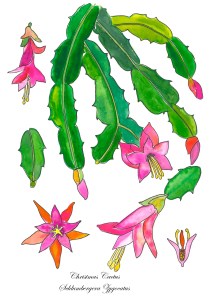 Christmas Cactus-LR